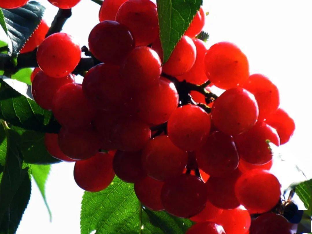 甜美樱桃 幸福鲁甸 | 小寨春果樱桃园_产业_种植_旅游节