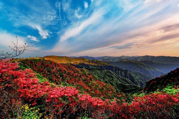 永州杜鹃花海图片