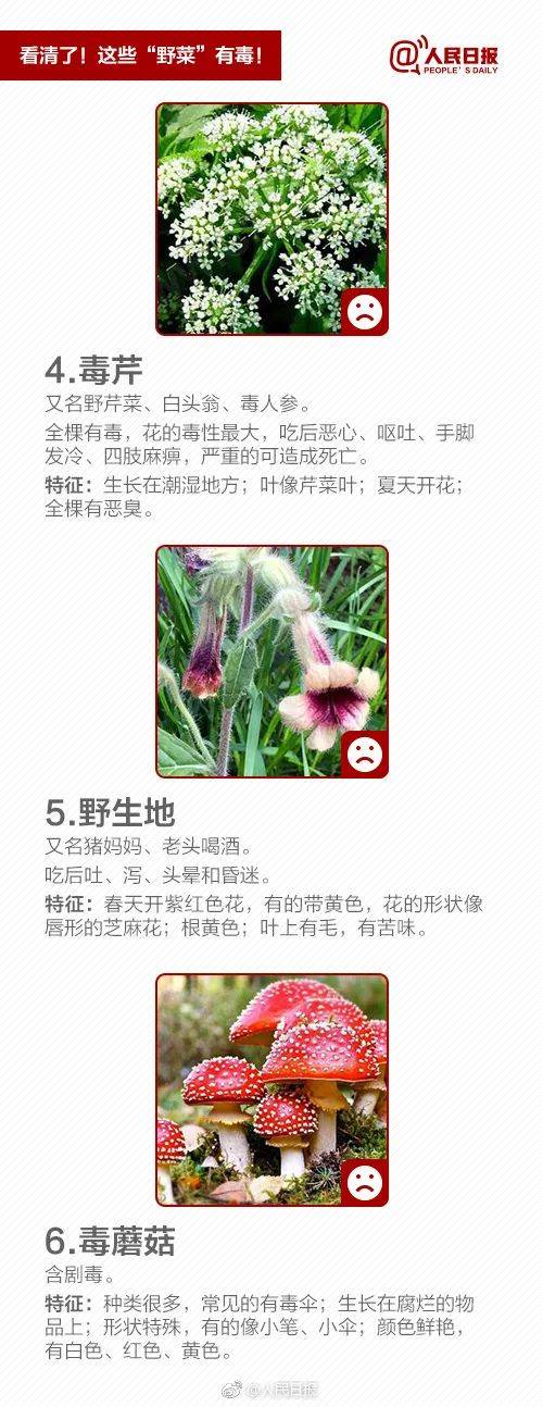 苜蓿花（苜蓿花百度百科） 第6张