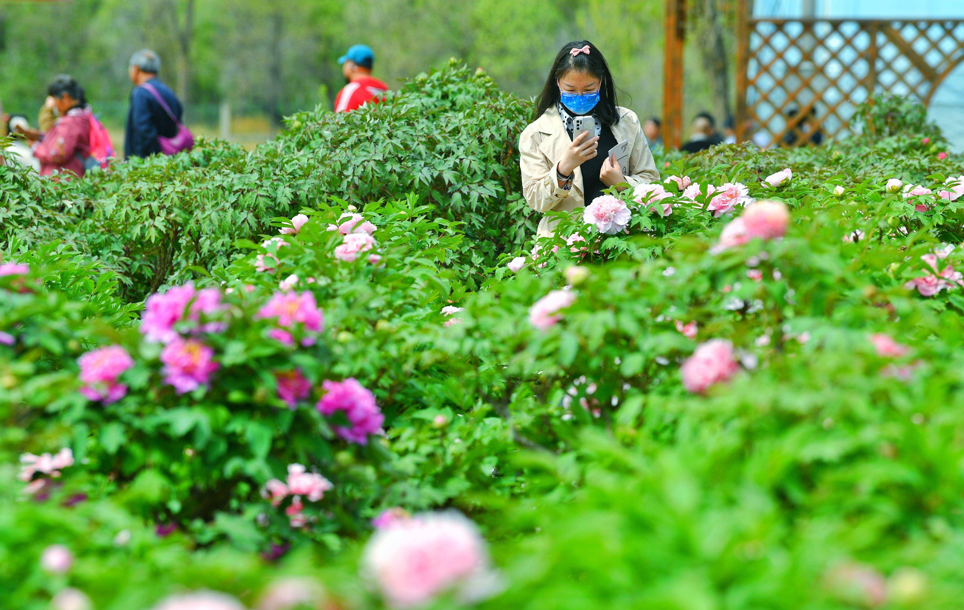 10万余株牡丹陆续盛放,延庆妫州牡丹园里尽览繁锦_旧县镇_游客_园区