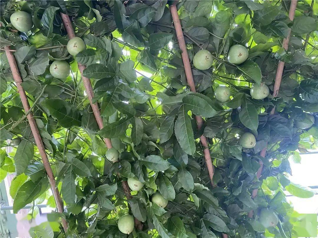 绥滨热带植物园 龙门福地酒文化体验馆一日游_活动_费用_旅游