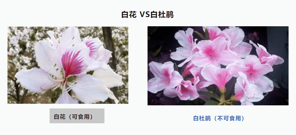 白花菜种子（白花菜种子多少钱一包） 第3张