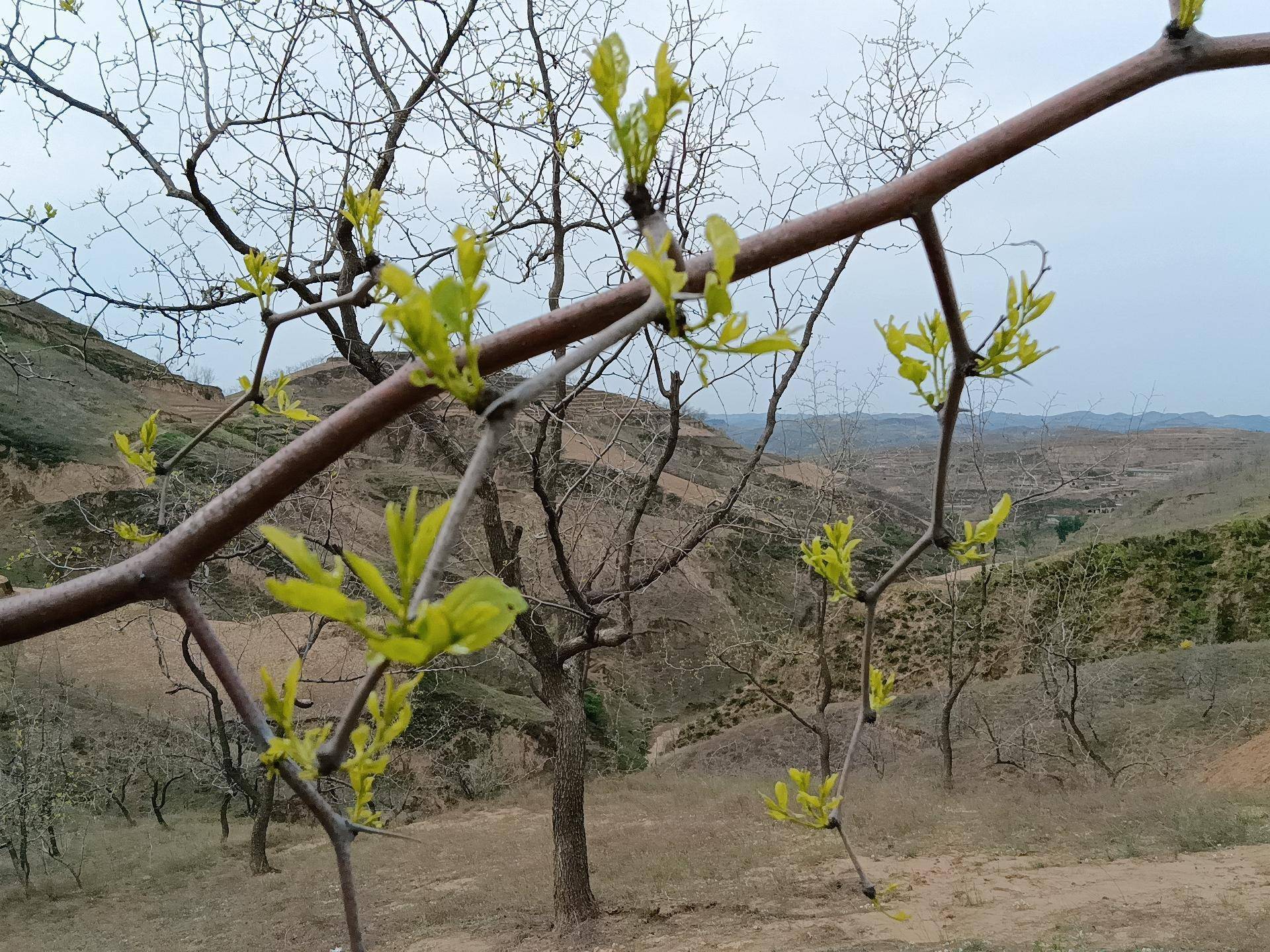 陕北黄土高坡上的枣树……晚成大器易荣光