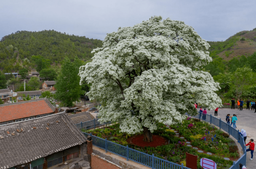 580年古流苏树花开似雪迎来高光时刻_密云_新城子镇_古树