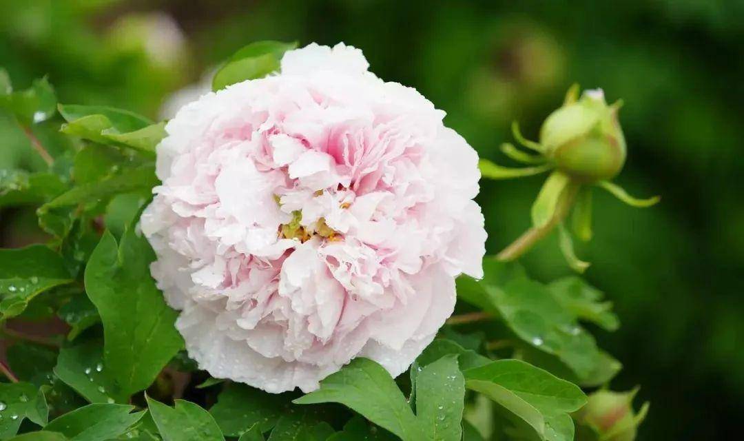 春雨中的河州牡丹美出新高度!_临夏_花系_白色