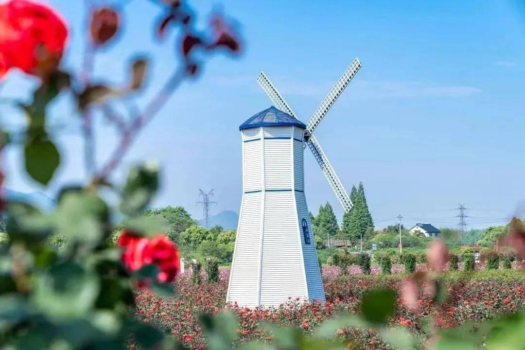 新沙岛玫瑰园/温度回暖,岛上一大片的玫瑰开了.