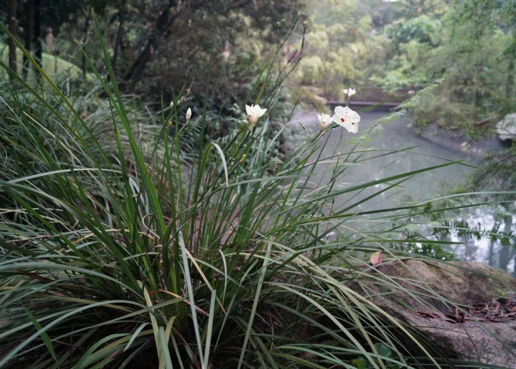 【科宝有话说 (五十三)】来自非洲的双色野鸢尾_种植_奉贤区_花被