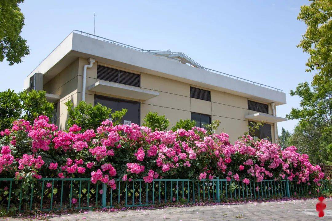 崇明这些马路旁,都是花64花64花64_郭王_李琳_城桥镇