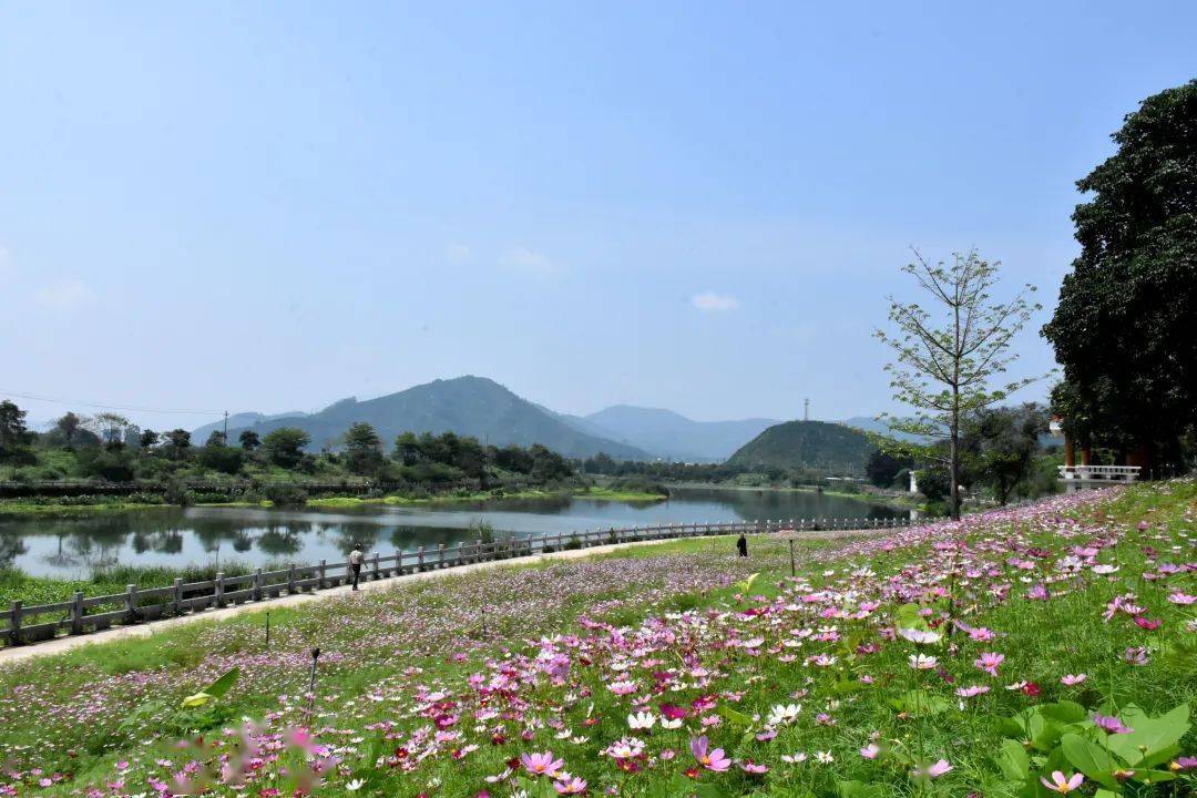 近日,平和县小溪镇花山溪畔的格桑花竞相开放.