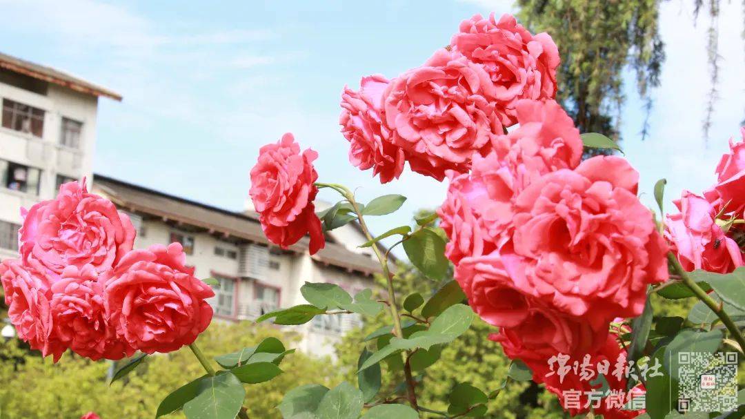 绵阳"市花"图鉴大赏!请更新你手机里的花花_月季花_大道_广场