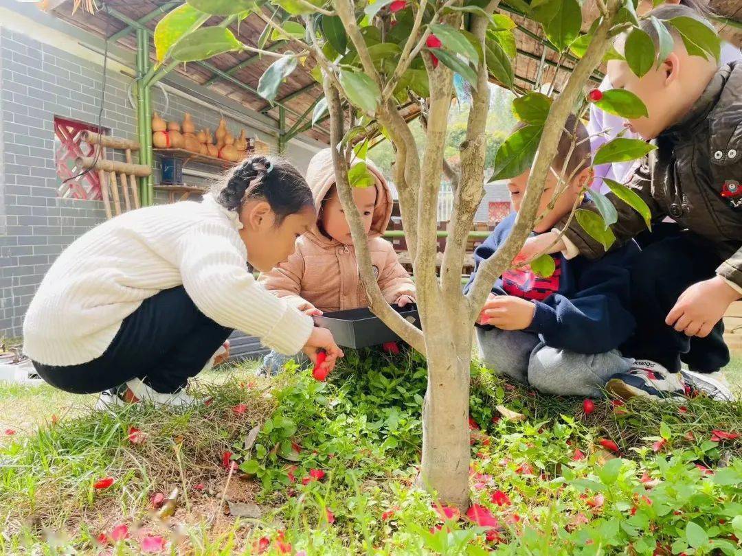 通过解剖山茶花,孩子们进一步了解山茶花的结构特点,并建立起对山茶花