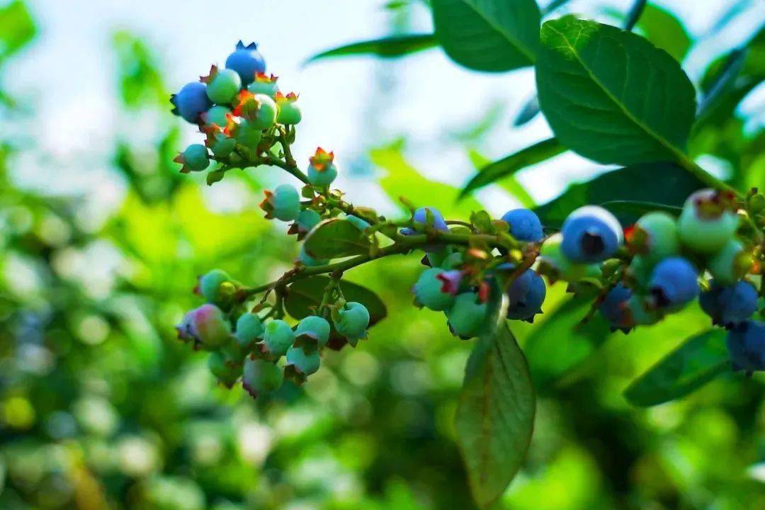 20余个品种的蓝莓有奥尼尔,夏普兰,薄雾等场地宽阔,蓝莓种类齐全园区