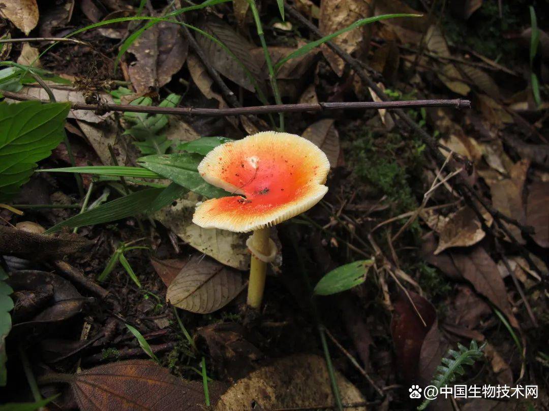 李海蛟博士带您了解毒蘑菇——红托鹅膏_红色_边缘_日本