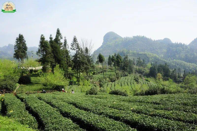 普定朵贝茶:悠悠古茶韵,朵朵贝茶香