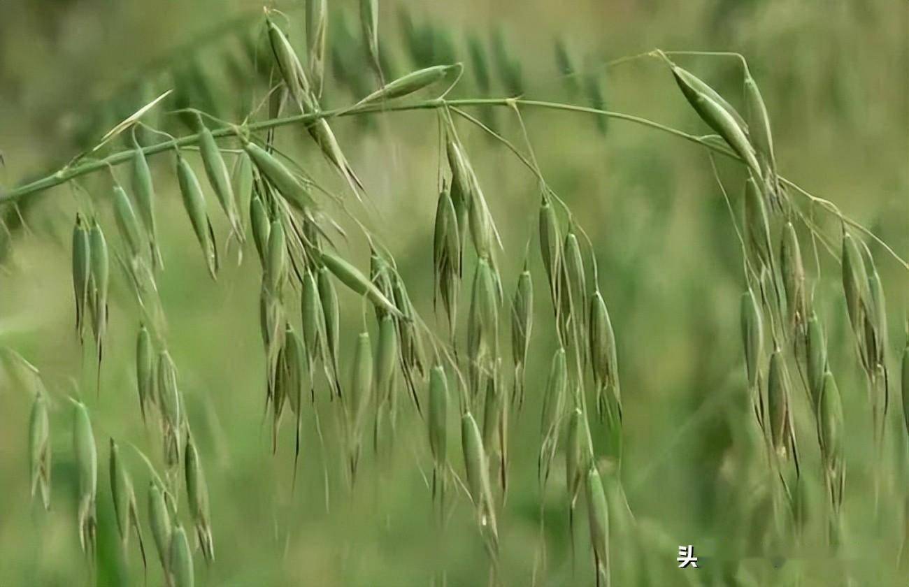 小麦穗子小怎么办?小麦保产量冲刺,灌浆期重点防治你知道几个?