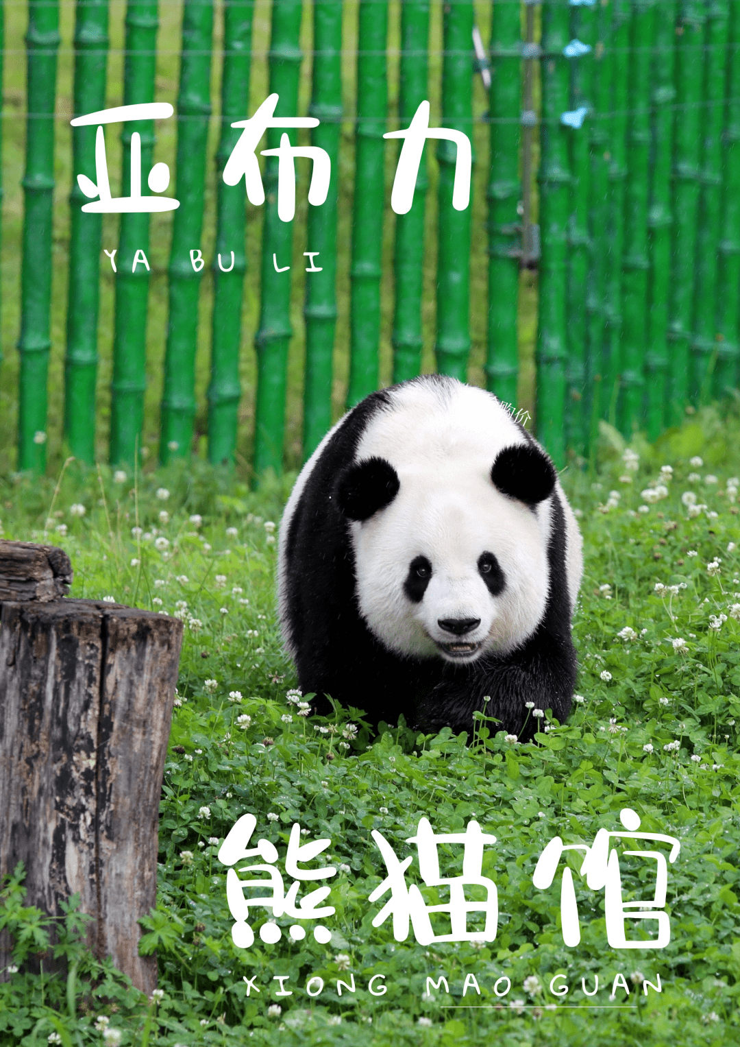 亚布力_大熊猫_旅游