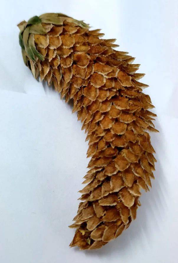 南洋杉:我几乎不敢相信自己的眼睛 || 李健鸿_陵园_球果_树木