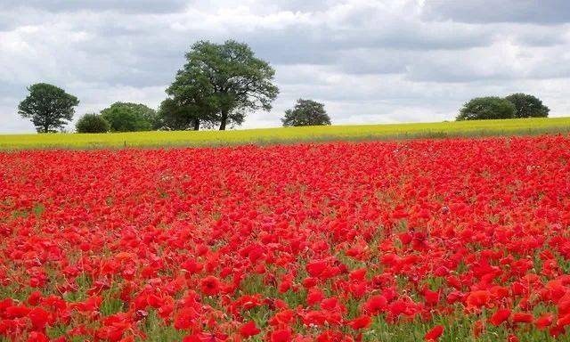 英国夏日的虞美人花海,更不容错过._花田_kent_地方