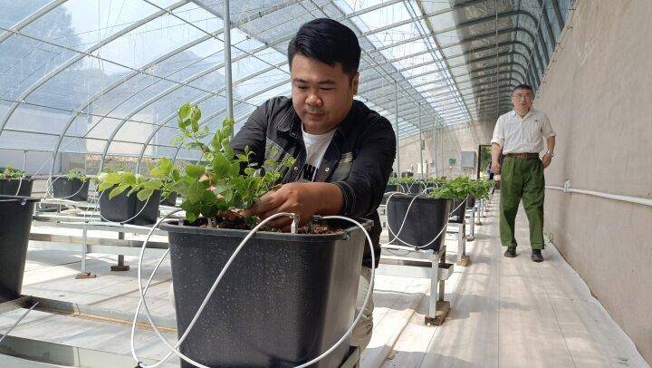 无土栽培"小蓝果"_种植_泉水_水肥