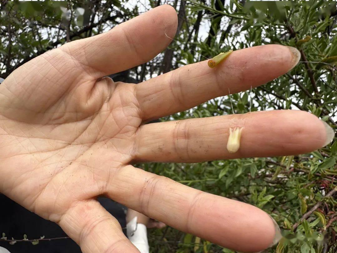 柳叶钝果寄生_植物_马桑_叶子