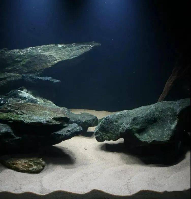 第五个异形造景案例第六个异形造景案例更多异形资料戳下方查看异型鱼