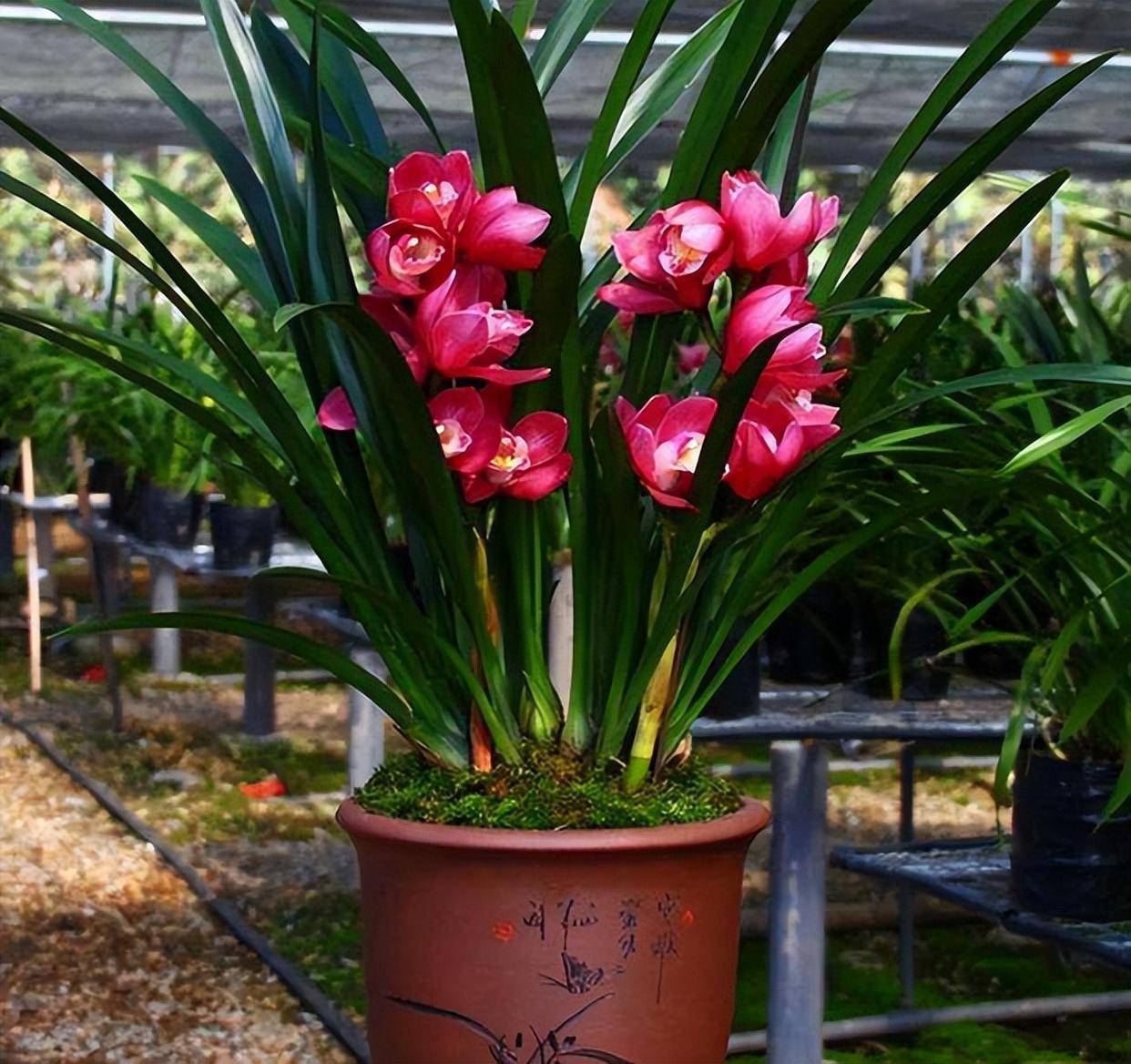 大将军建兰——养护简单,花色喜庆,四季花开_兰花_花朵_种植