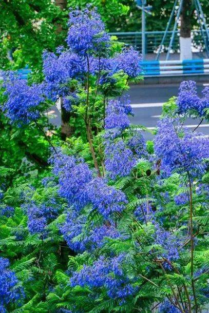 地佇立路旁總能瞧見幾十株藍花楹漫步於南岸邂逅浪漫與滿樹的藍紫色撞