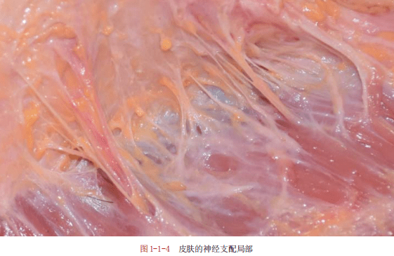 【书摘】《软组织解剖与银质针》——皮肤与软组织解剖_运动_纤维_皮
