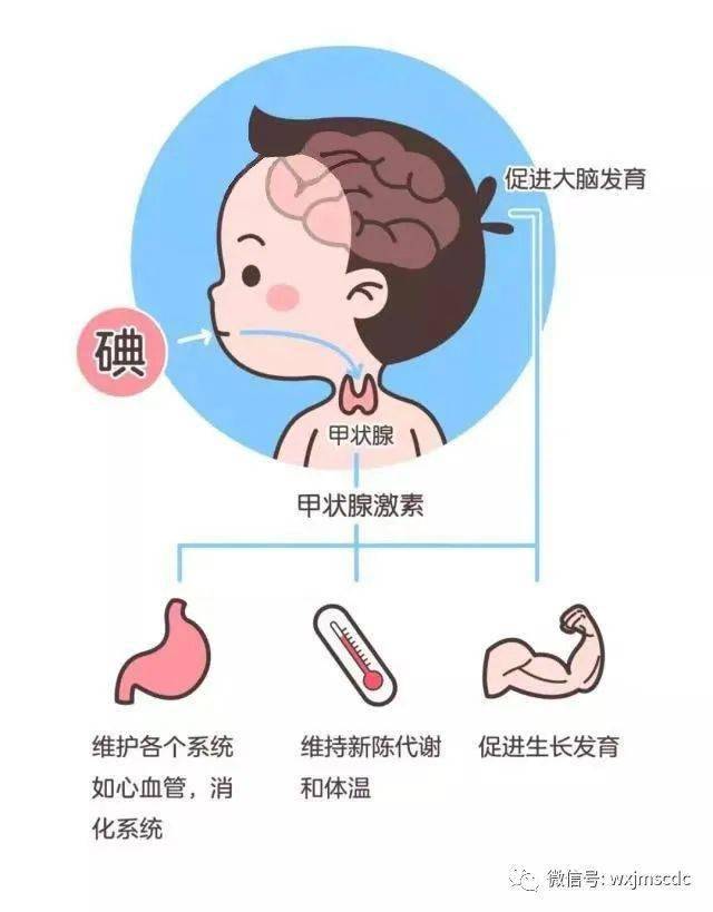 科学补碘三十年,利国利民保健康_食用_甲状腺_碘缺乏病