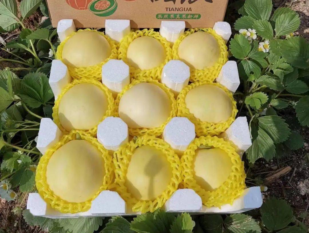 产地食材 ▎小蜜蜂甜瓜,掉进蜜罐般的甜蜜,爽口不齁喉～_生活_艺术_小