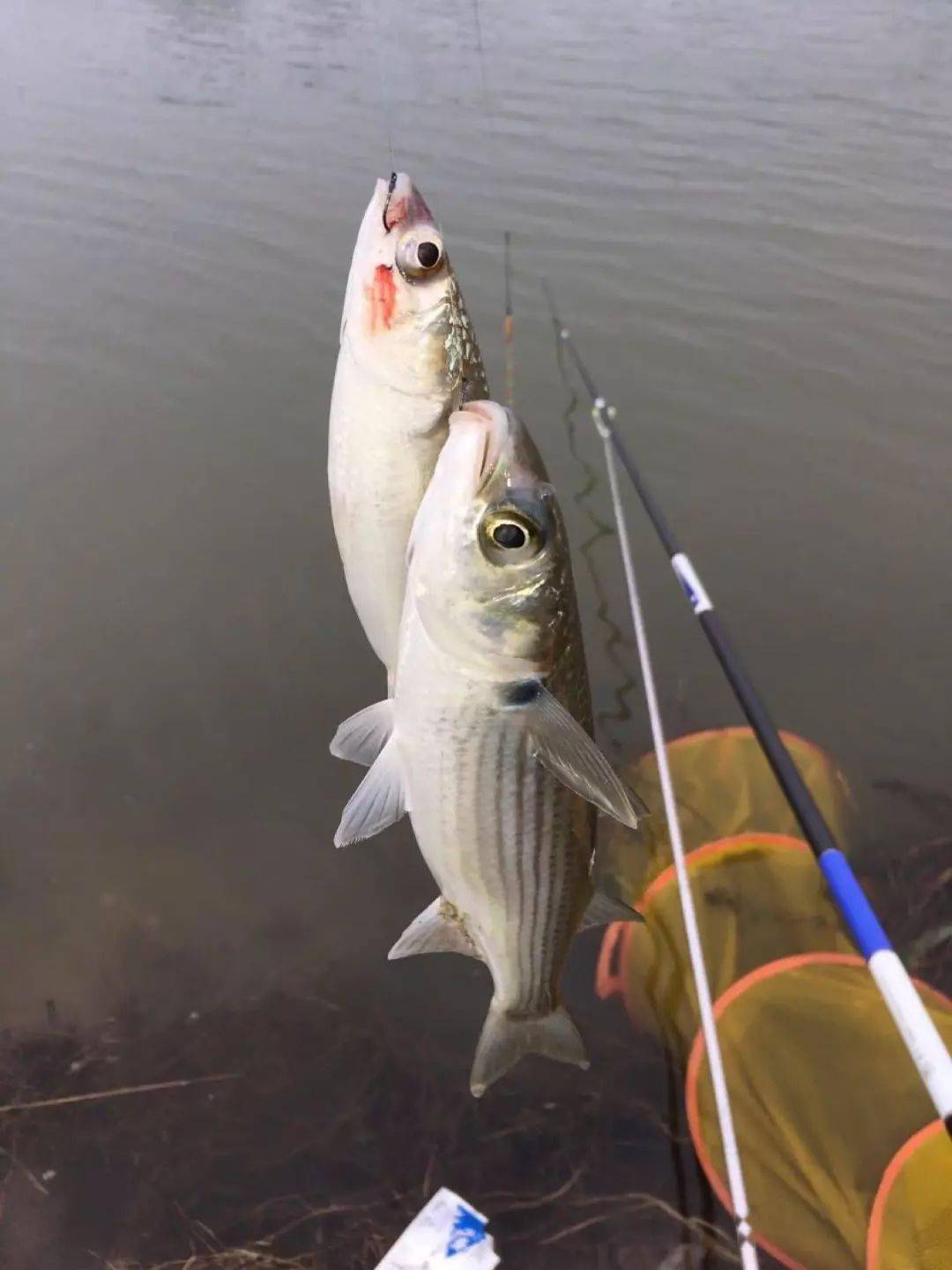珠江"白草鱼"成群来袭,钓鱼人爆钓_乌头_江河_生态