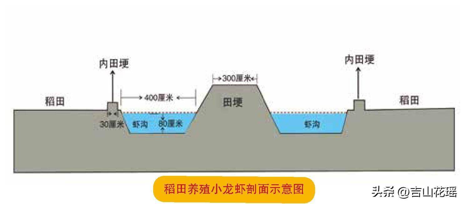 精养龙虾塘设计图图片