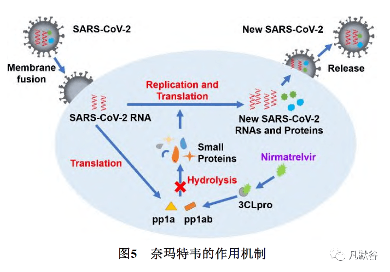 sars病毒模式图图片