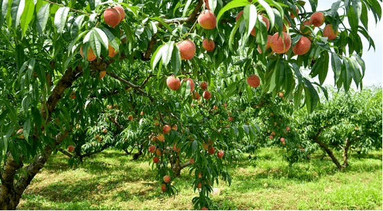 可口蜜桃季時間:5月-6月5月中旬,昆明陽宗海湯池的楊梅就成熟了,羞紅