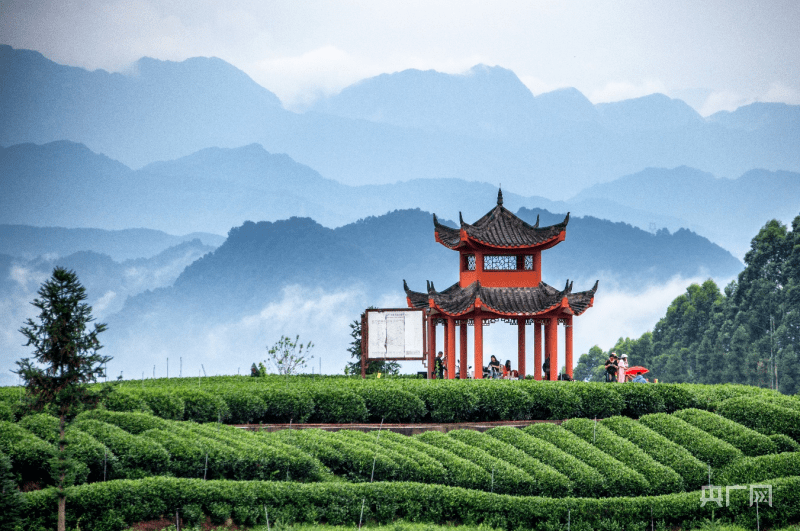 雅安名山 :聚焦茶旅融合 賦能鄉村振興_蒙頂山_旅遊_茶文化