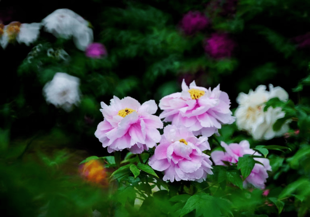 秦皇岛万株牡丹进入盛花期,这些地方可赏!_人民公园_品种_郑丽