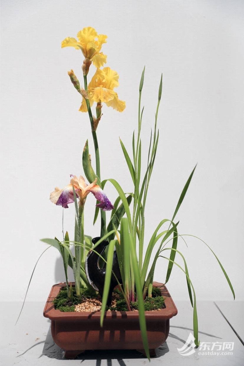 集中展示糖果鸢尾,德国鸢尾,路易斯安那鸢尾和花菖蒲等不同类群的照片