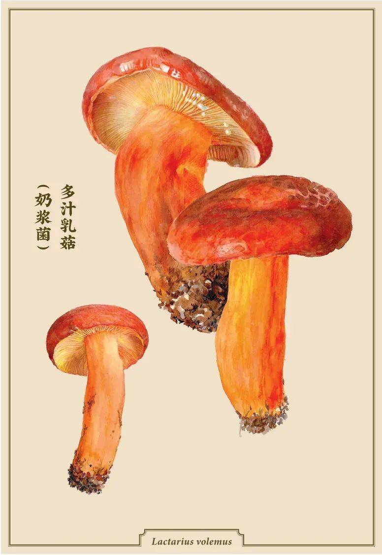 《菌中毒》配图 杨建昆 / 绘青头菌的博物画也是一绝,青色,红色的调配