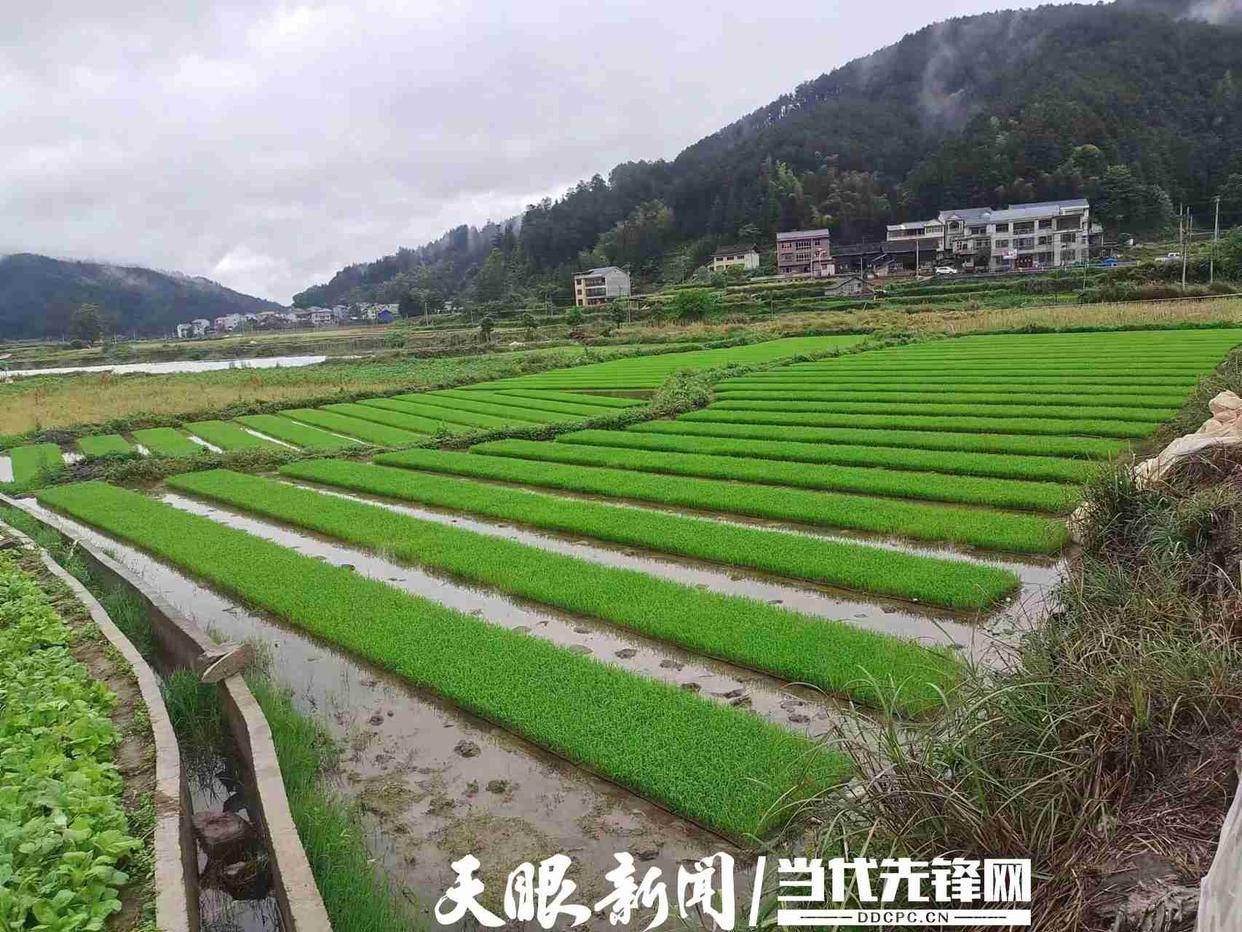 锦屏县钟灵乡"五全面"抓好春季农业生产