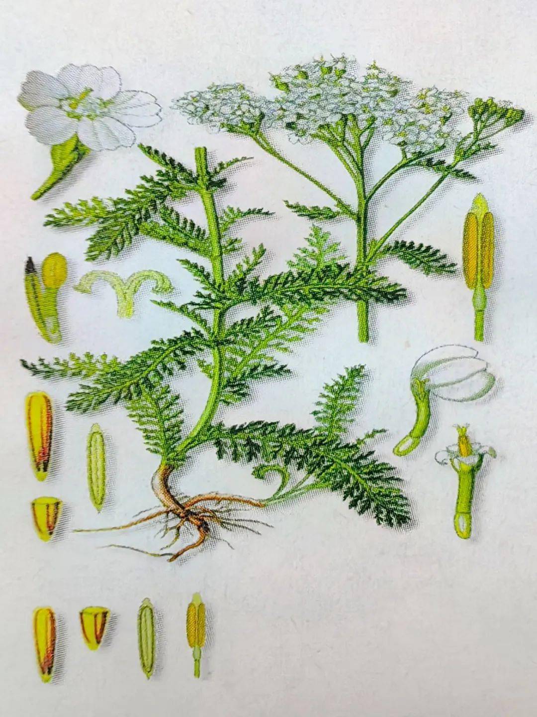 除了认为是蓍草的果实外,还有一种看法认为"蓍实"实际上是"着实"的