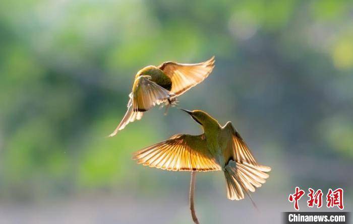 500余只蜂虎鸟在海南澄迈花场湾筑巢安家_工作_巢洞_保护区