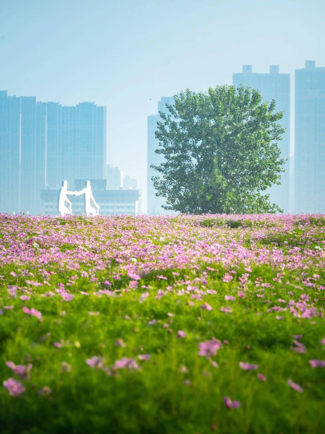 汉阳20000㎡的紫色花海开了,就在江边_汉江_玫瑰_公园