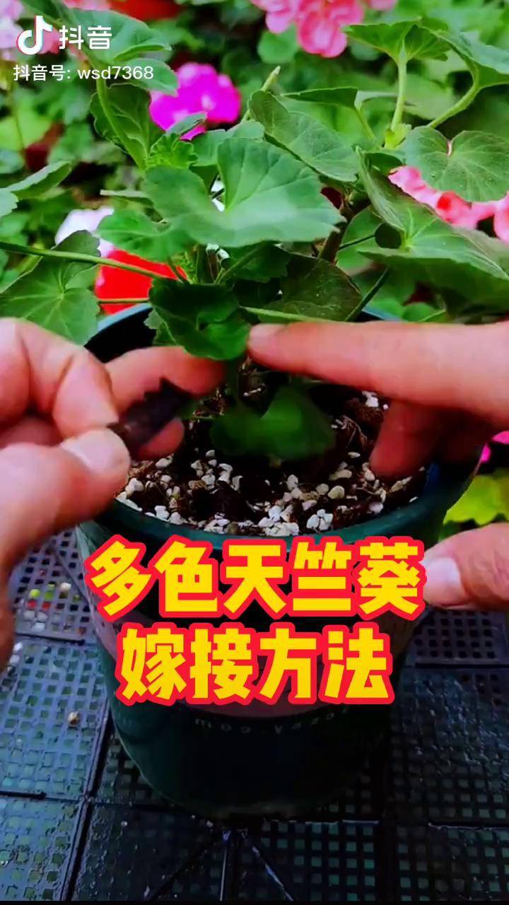 天竺葵嫁接图解图片