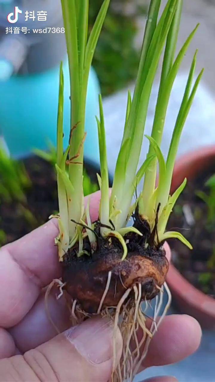 蛇鞭菊种球养花经验 养花小知识 分享种植经验