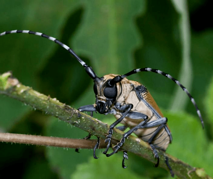 天牛也叫春山牛、天水牛,元代《农桑辑要》说:“又有蠹根食皮而飞者