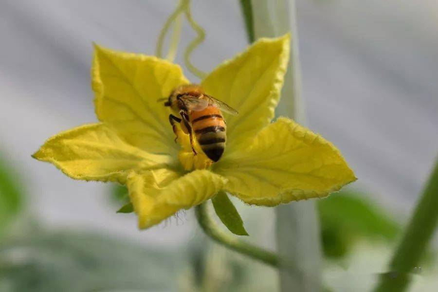 人工授粉则就要拿着雄蕊到雌蕊那里"亲一下",这样授粉就成