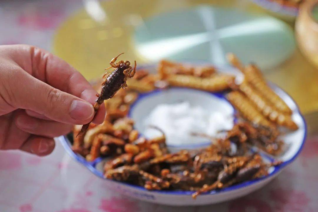 昆虫宴上的黄亮,蚂猴,蚂蚱,松蛹,蚕蛾及蝎子等,大多是农户赶山赶来的