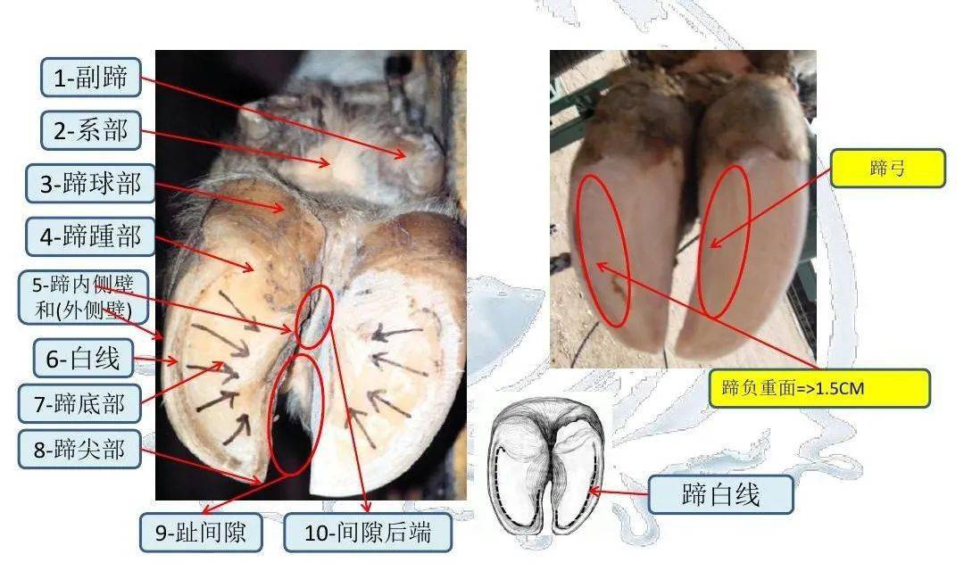 牛蹄子结构图片