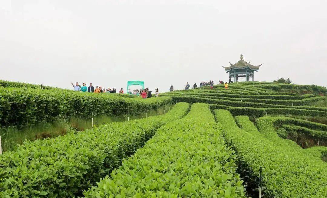 纳溪梅岭茶山公园图片