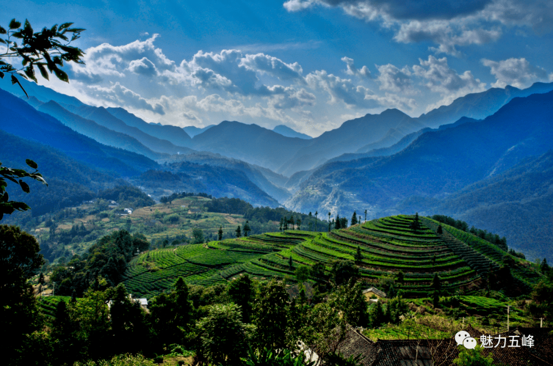 "旅游达人"等级测试(五峰卷)_答案_长乐坪镇_绿色